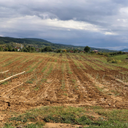 Lokacija na površinskom kopu Koritnik gdje su posađene vrbe